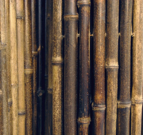 bambu 2
