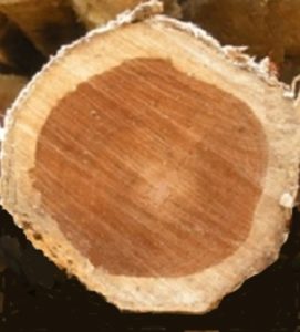 Tak Ada Gubal  Bagian gubal kayu dikenal sebagai bagian yang kurang awet. Oleh karena itu, pilihlah potongan jati yang tak memiliki irisan gubal.