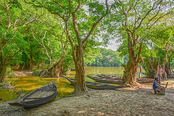 kayu bakau