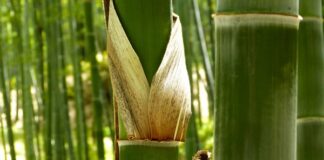 lem bambu murah