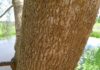 kayu cemara