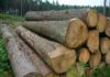kayu log