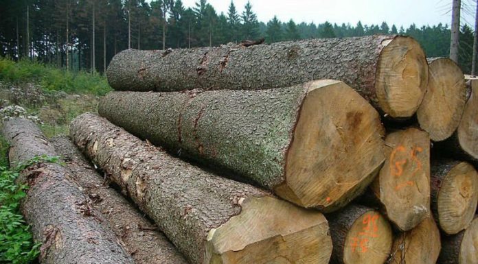 kayu log