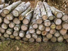 kayu mindi