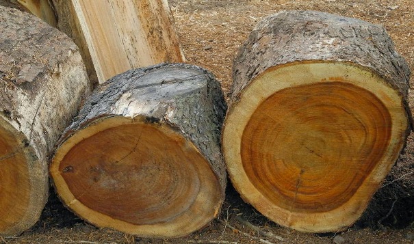 kayu trembesi