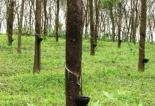 kelas kayu
