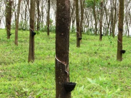 kelas kayu