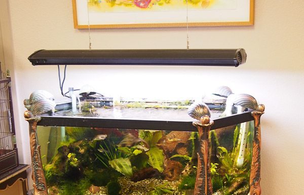 model meja aquarium