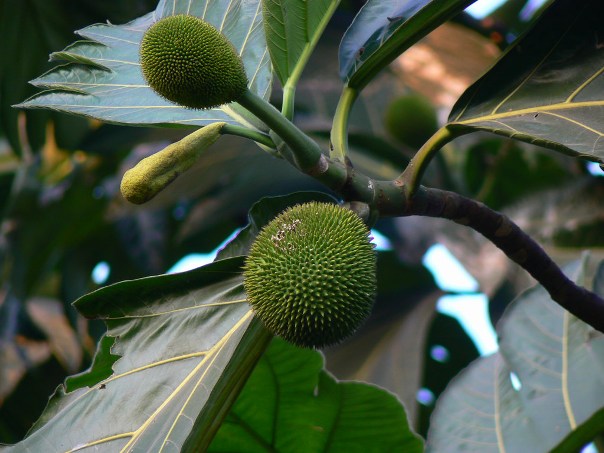 pohon nangka