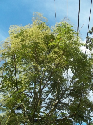  pohon  sungkai  Lem Kayu 